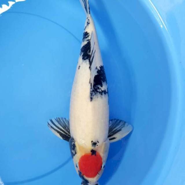 Tc Showa 45cm
