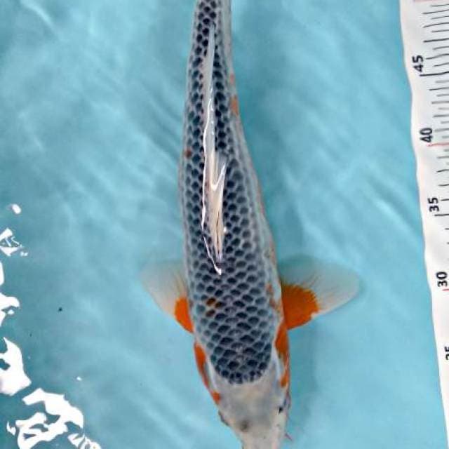 ASAGI MALE 41CM