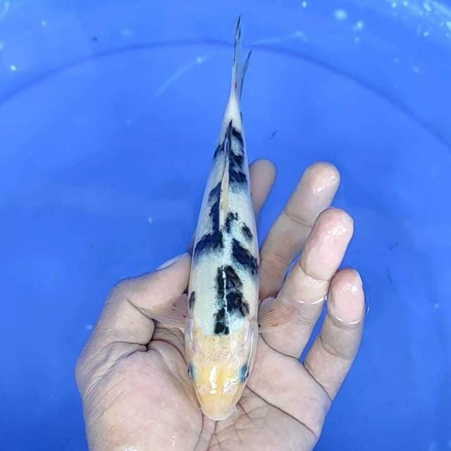 bekko sisik : 18 cm