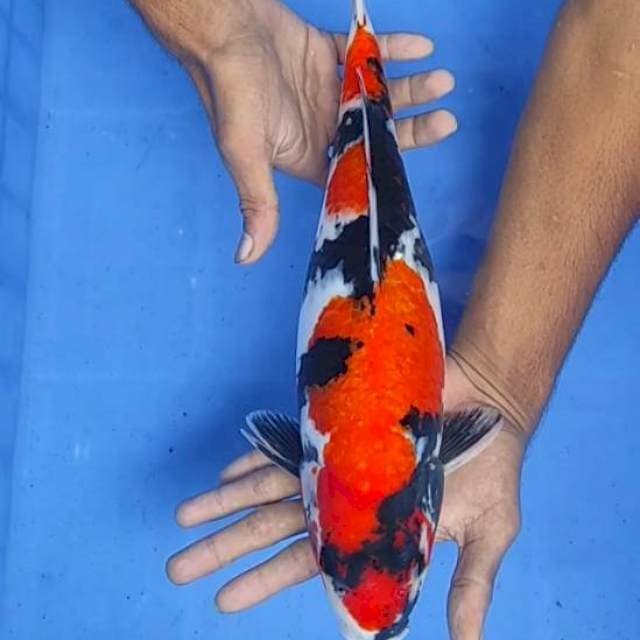 Showa 37cm