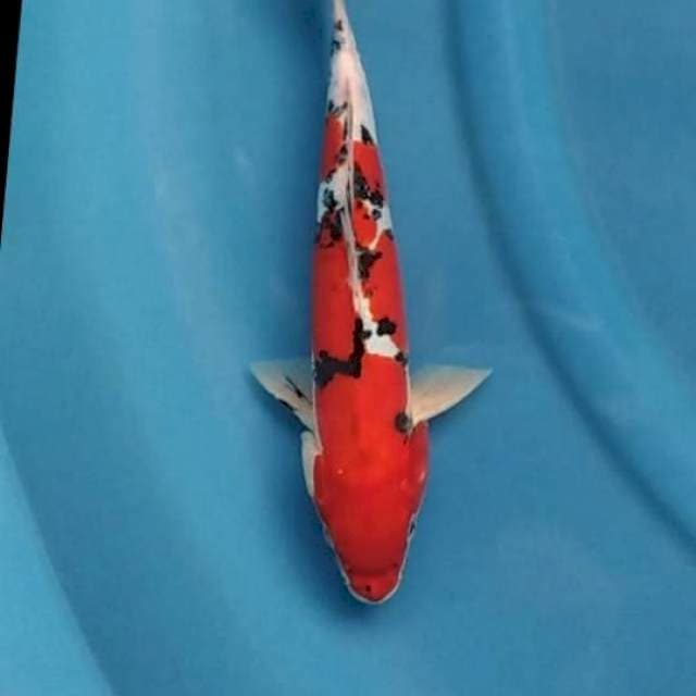 Sanke doitsu male 27 cm