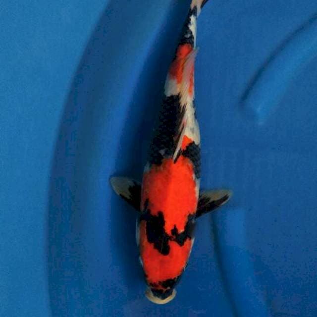 Showa female 43 cm