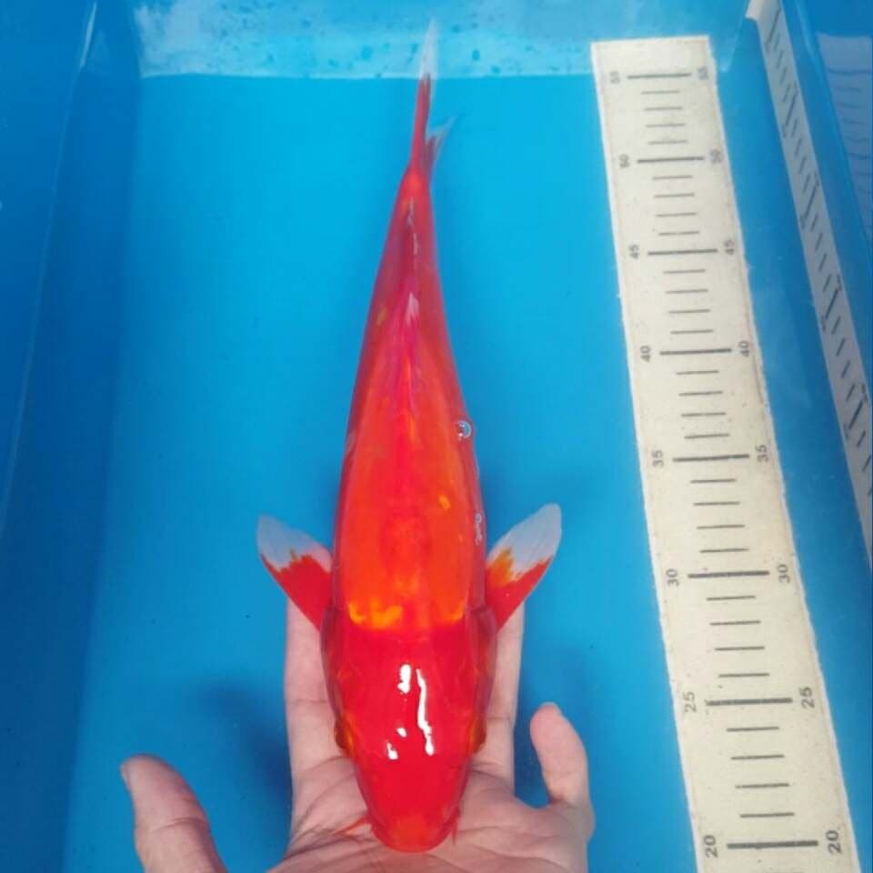 benigoi doit lumayan merah