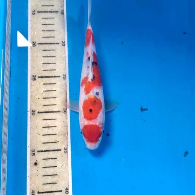 Maruten Sanke, 22 cm
