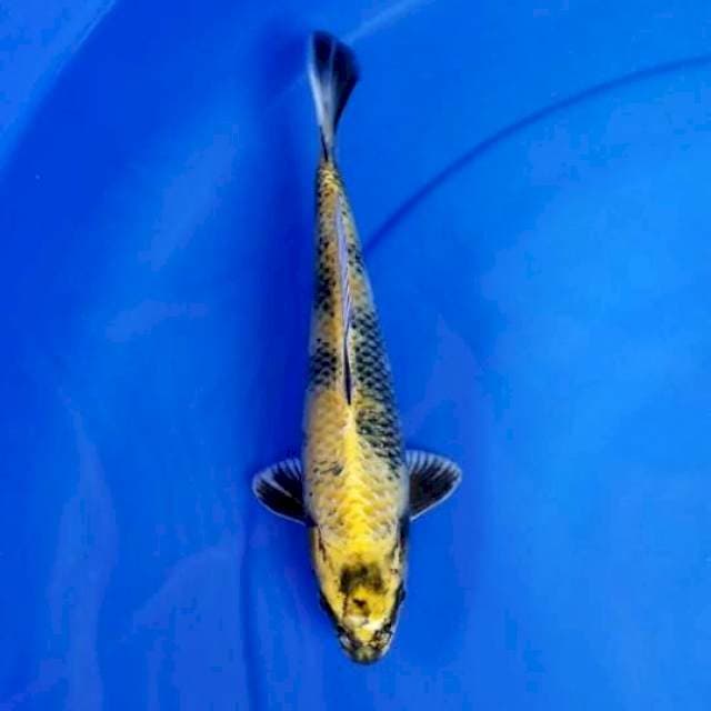 KIN UTSURI 23 CM MALE