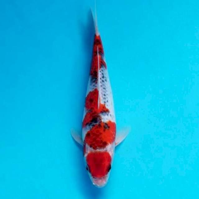 MARUTEN GOSHIKI 21 CM MALE