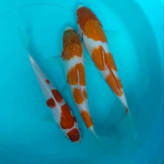 Pkt kohaku