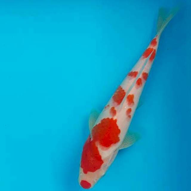 Kucibeni sakura 25cm