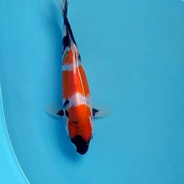 Showa 22cm