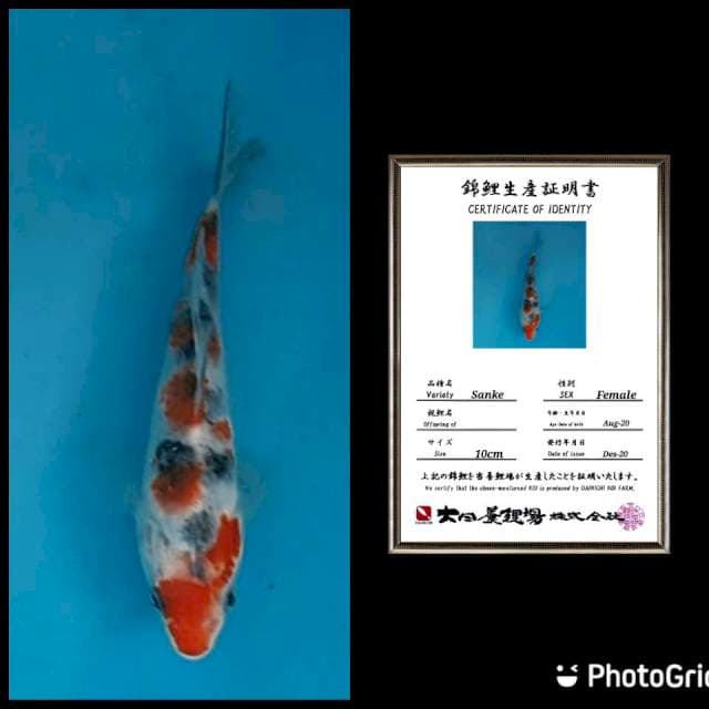 Supwr red sanke dainichi import 20bu