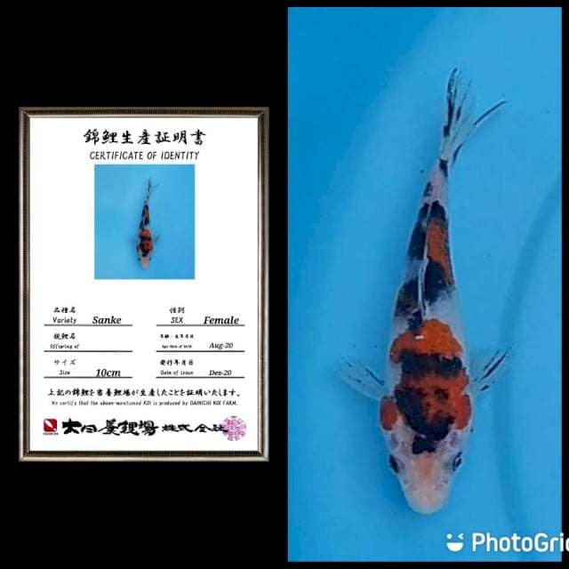 Sanke koleksi import dainichi 20bu
