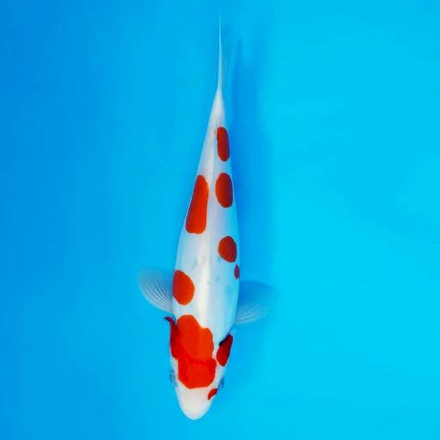 HIRYU 11 - Sanke doitsu polkadot ®