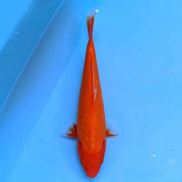 Aka matsuba 20 cm