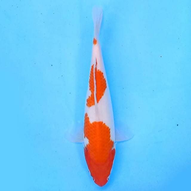 Kohaku 23 cm