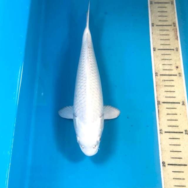 Platinum, 27 cm