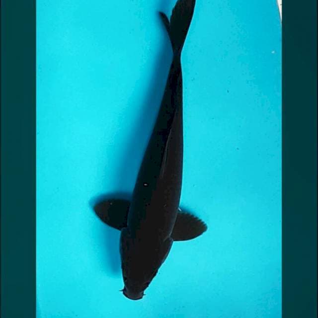 Karasu 30cm