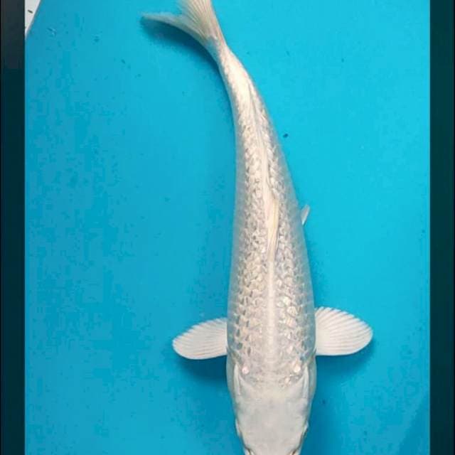 Platinum 32cm