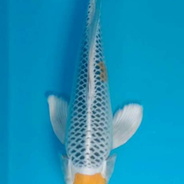 Tanco Hariwake 31cm