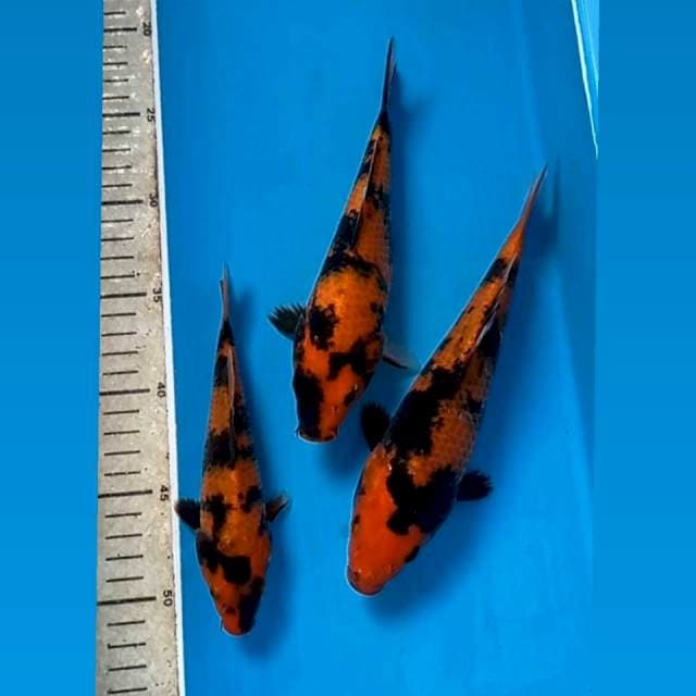 Hi Utsuri, 18cm, 21cm, 24cm