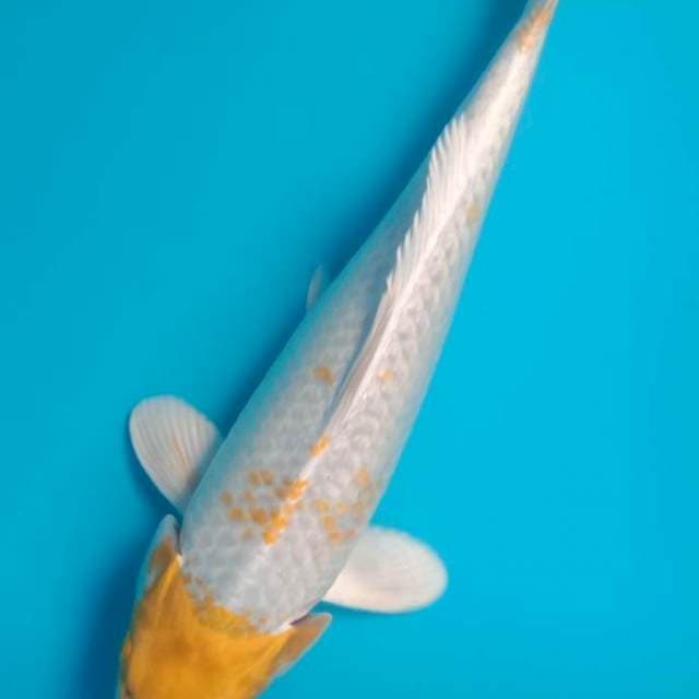 Hariwake 32cm