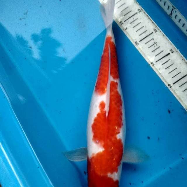 Kohaku f1 merah inazuma ori body mantap 38cm