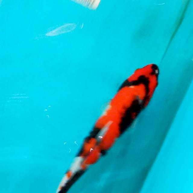 Showa sansoku