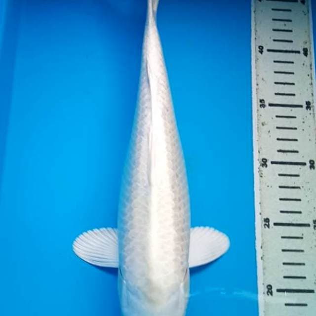 PLATINUM PUTIH BERSIH 34 Cm