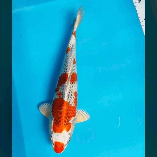 Strong kujaku 30cm male