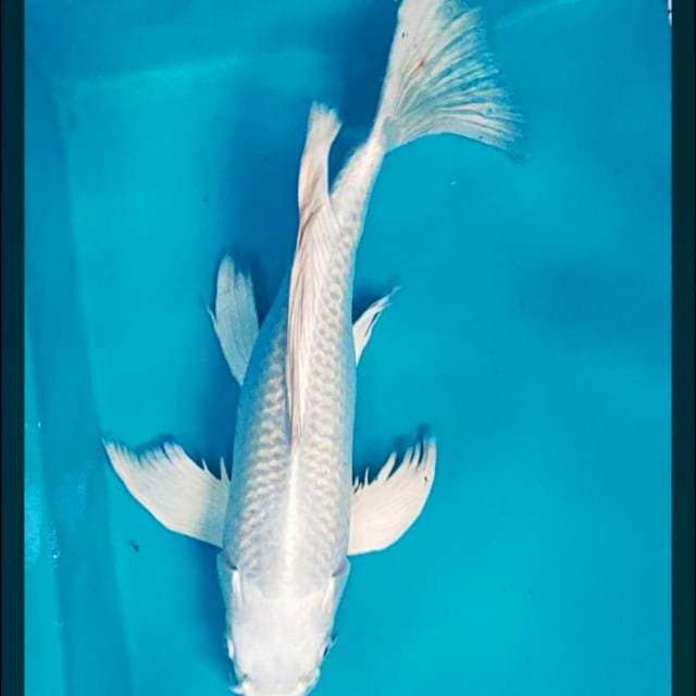 Kumpay platinum 37cm