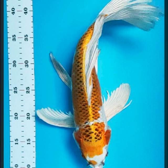 Kumpay kujaku 38cm male
