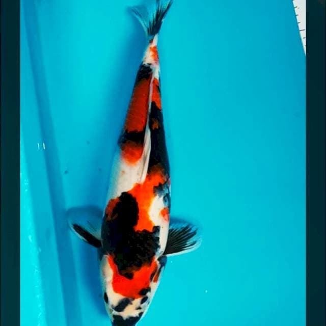 Showa jumbo 40cm