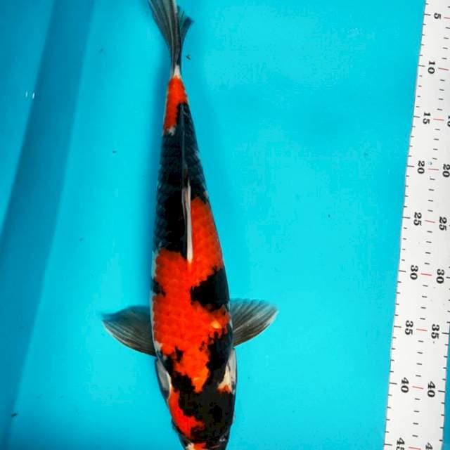 Showa strong 42cm male