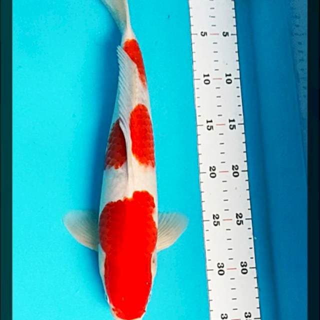 Sandan kohaku 38cm male