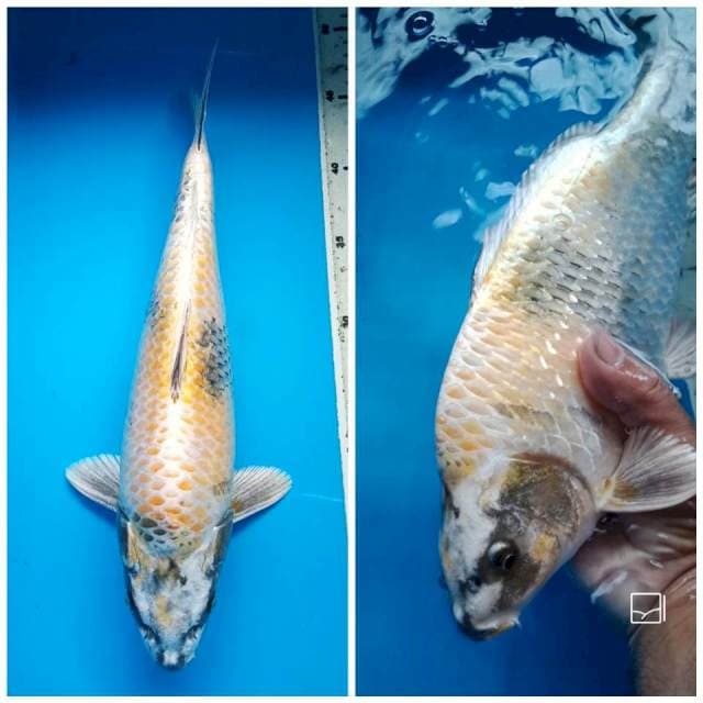 KIN SHOWA BULKY BULKY FULL 35 Cm, JANTAN