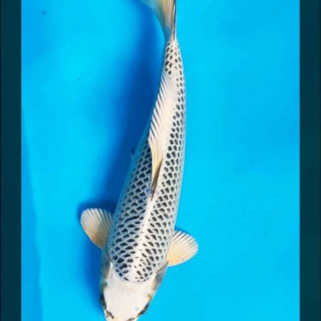 Gin matsuba jaring jos 33cm male