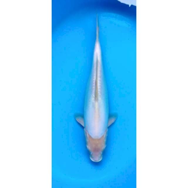 shiromuji doitsu 36 cm