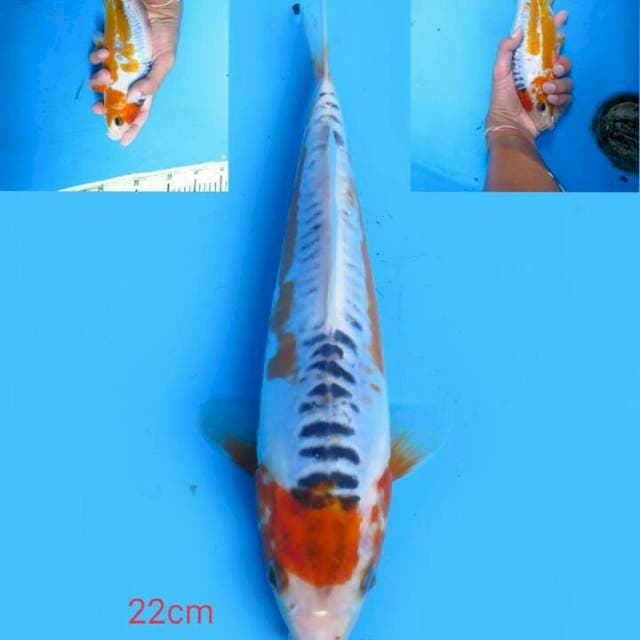 Shusui 22 cm
