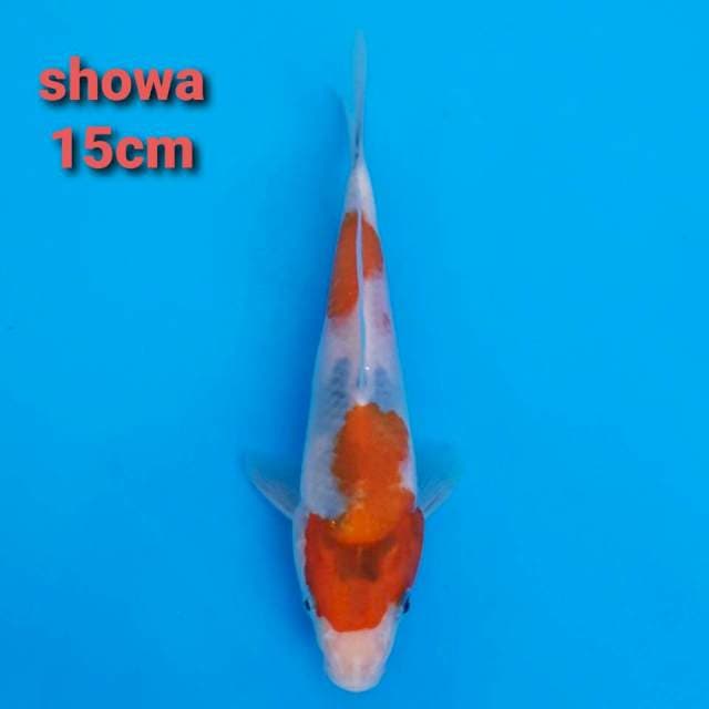 F1 showa 15cm