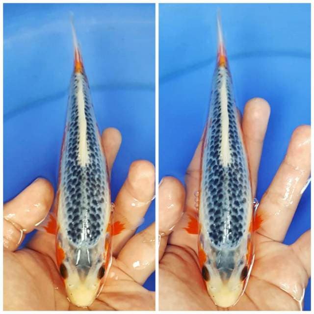 ASAGI MANTAB