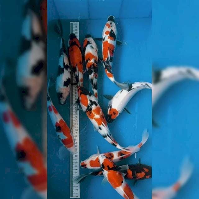 Showa,Shiro (22-27cm)
