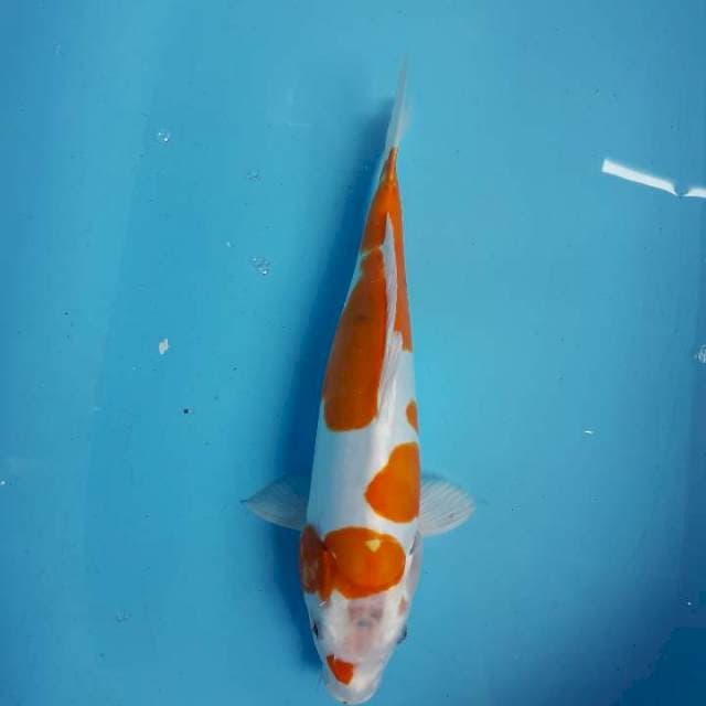 Kohaku