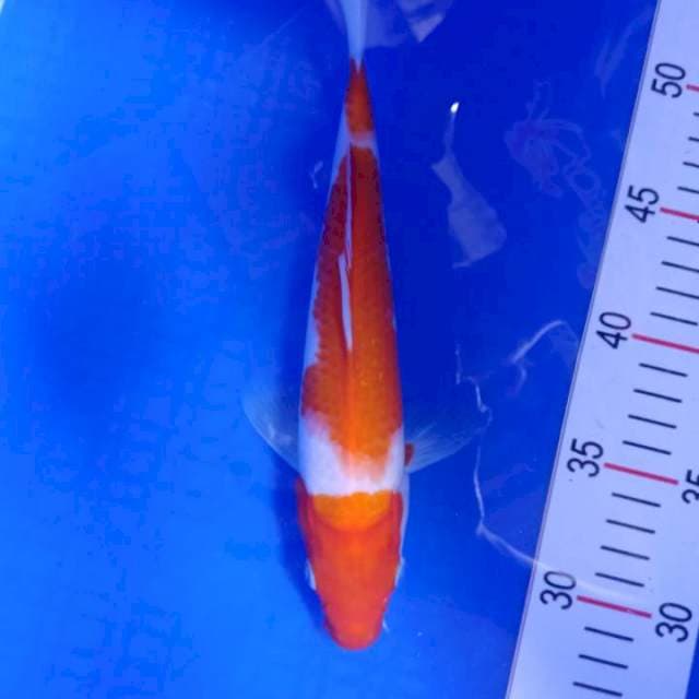 Kohaku 27cm Ori