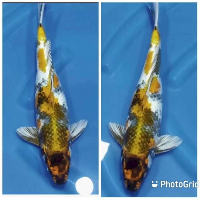 Jumbo kin showa 40cm
