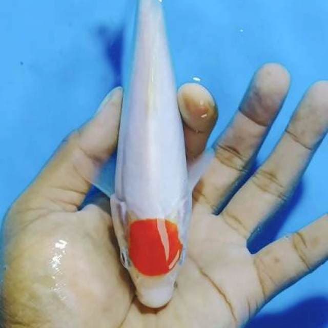 Tc KOHAKu 17cm