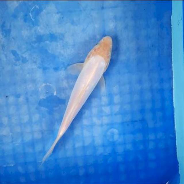 Shiromuji doitsu murni 20cm
