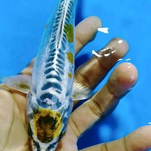 MARUTEN KIKO 17CM