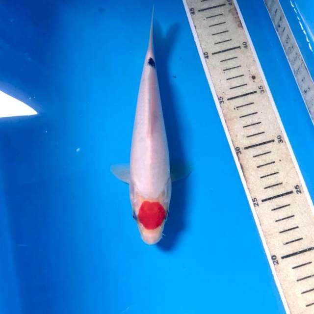 Tancho, 22 cm