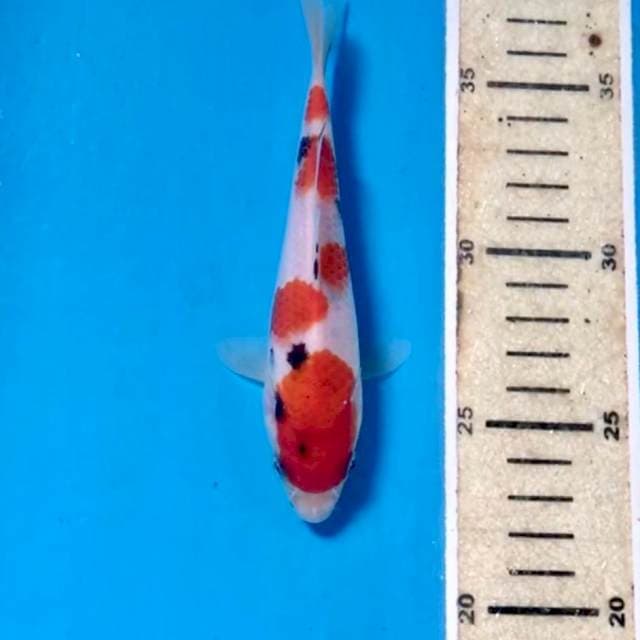 Sanke, 15 cm