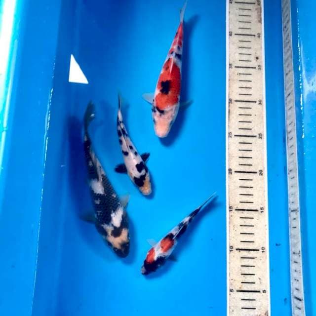 Paket mix, 13, 14, 19 & 20 cm