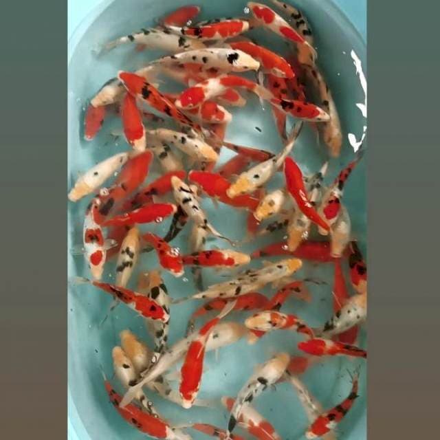 Mix Koi, 78 ekor